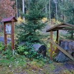 Kmen a pařez starého smrku