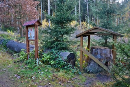 Kmen a pařez starého smrku