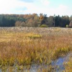 Dolní kokotský rybník