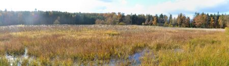 Dolní kokotský rybník