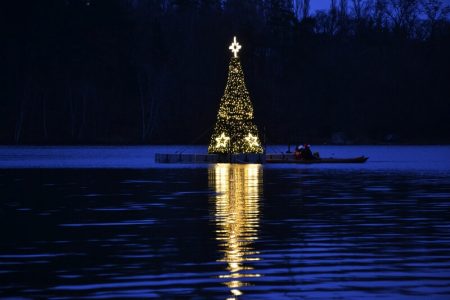Strom na Borské přehradě