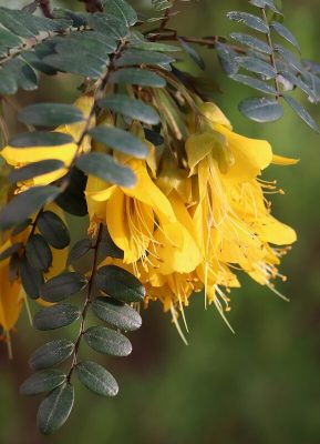 Sophora hilsop Sunking