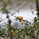 Pittosporum multiflorum