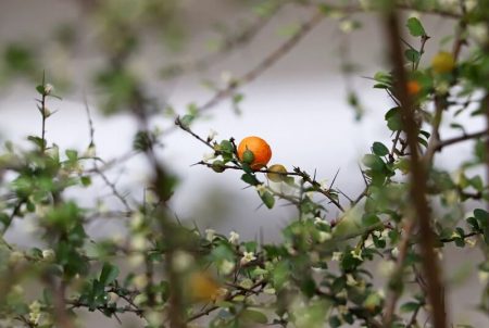 Pittosporum multiflorum