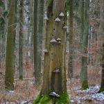 Les Prašivce je opravdu pohádkový