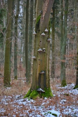 Les Prašivce je opravdu pohádkový