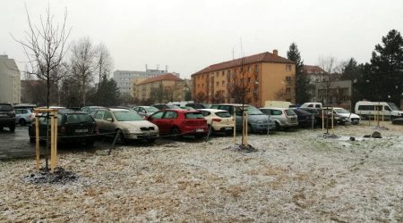 Nové stromy na Borech