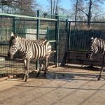 Zebry na předvýběhu