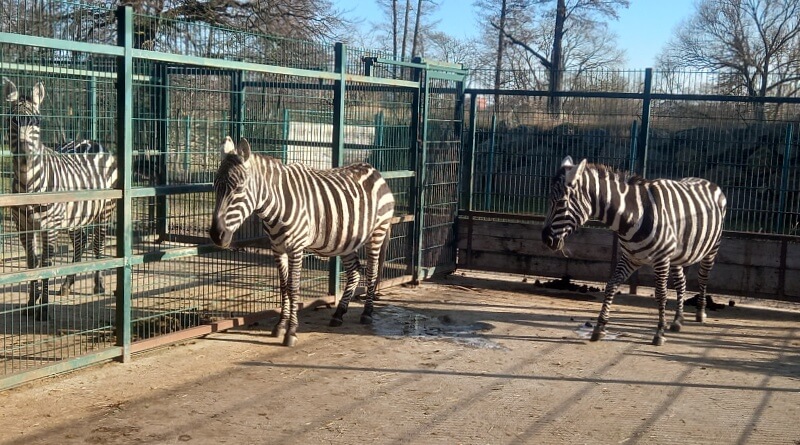 Zebry na předvýběhu