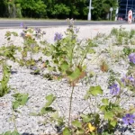 Zeleň v Tyršově ulici