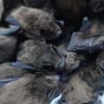 Odchycení netopýři