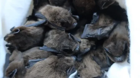 Odchycení netopýři