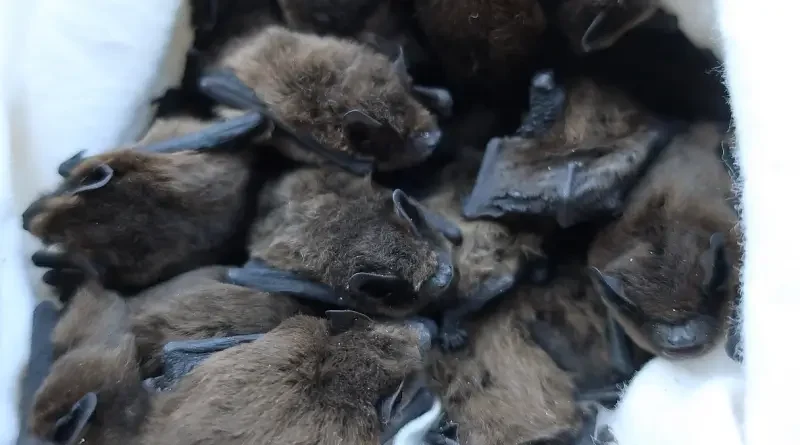 Odchycení netopýři