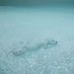 Šedivý horizont 1986