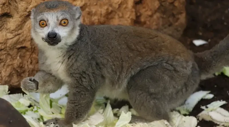 Lemur korunkatý