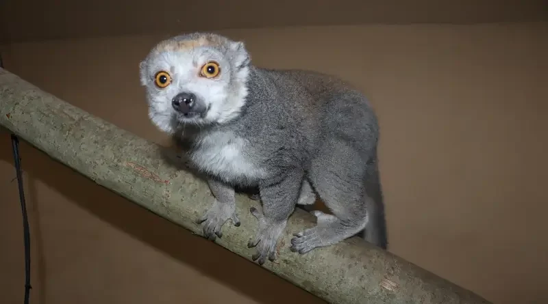 Lemur korunkatý