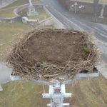 Hnízdo v Dešenicích