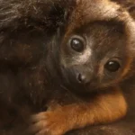 lemur rudobřichý