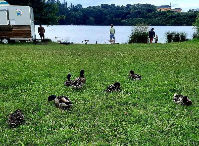 Kachny ve Škodalandu