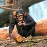 Šimpanz učenlivý