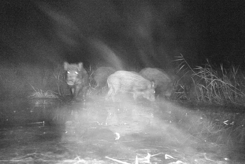 Divoká prasata zachycená fotopastí