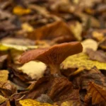 Bývalý božkovský důl Kristiánov