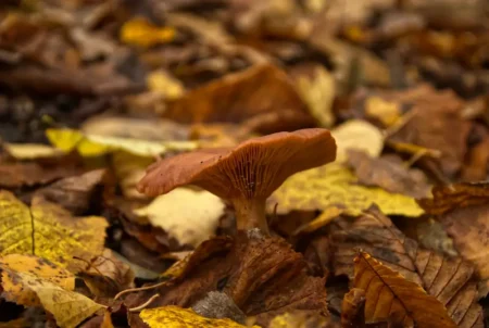 Bývalý božkovský důl Kristiánov