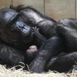 Šimpanz učenlivý