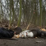 Přikrmování zvířat