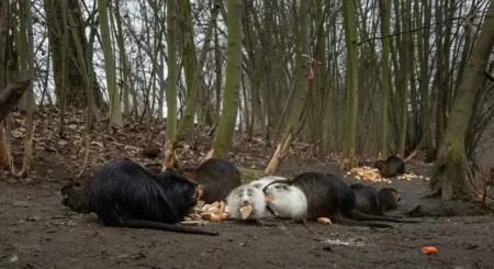 Přikrmování zvířat