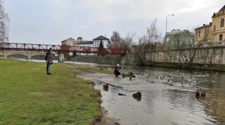 Přikrmování zvířat