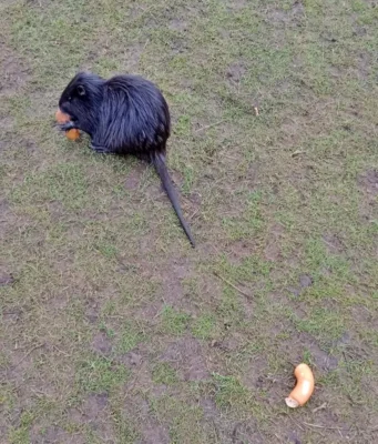 Přikrmování zvířat