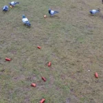 Přikrmování zvířat