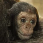 Šimpanz učenlivý