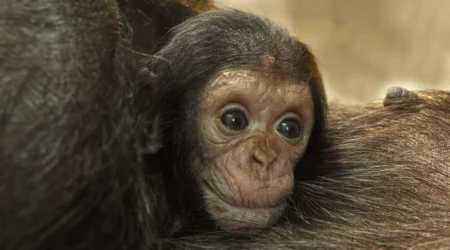 Šimpanz učenlivý