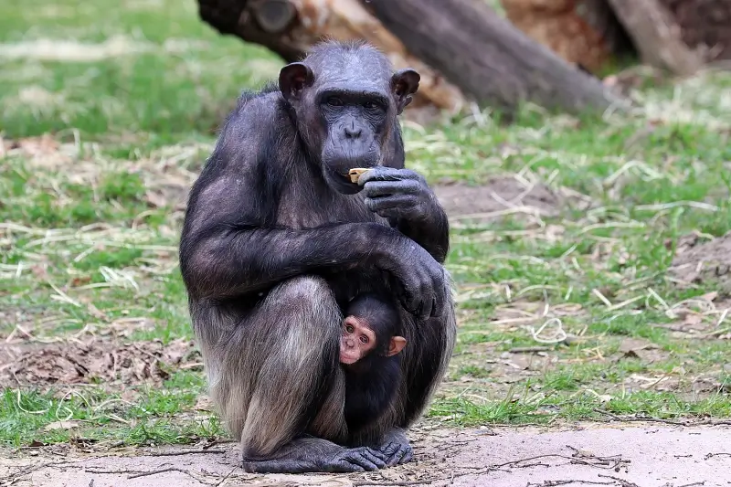 Šimpanz