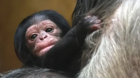 šimpanz čego