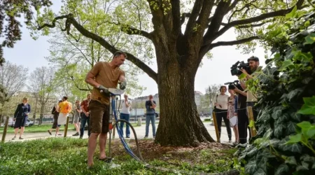 Injektáž dubu u muzea