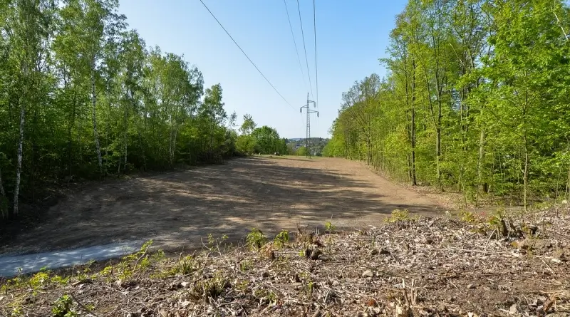 Louka v Borském parku