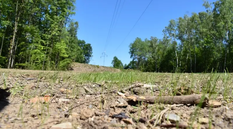 Louka v Borském parku