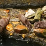 Vydří křtiny v Zoo Plzeň.