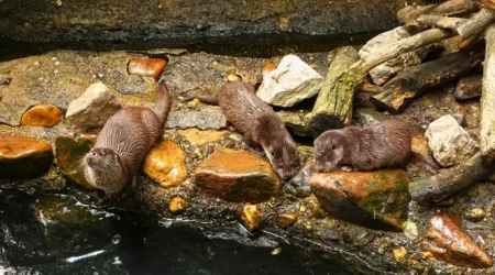 Vydří křtiny v Zoo Plzeň.