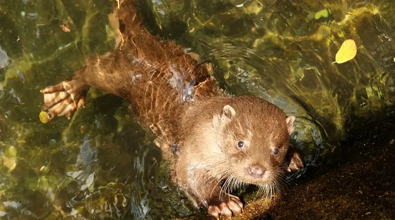 Vydří křtiny v Zoo Plzeň