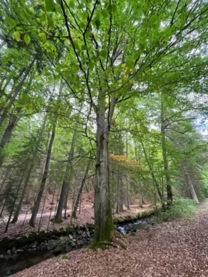 Cestou můžete obdivovat krásnou přírodu