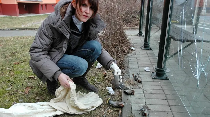 Týden skleněného zabijáka