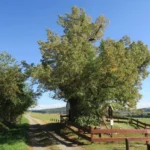 Kaplička sv. Anny památnou lípou