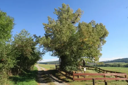 Kaplička sv. Anny památnou lípou