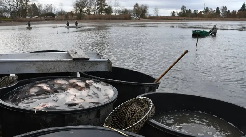 Výlov Drahotínského rybníka