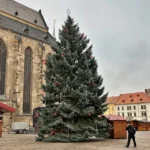 Vánoční strom bez ozdob