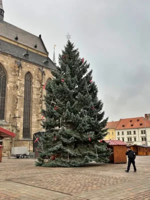 Vánoční strom bez ozdob